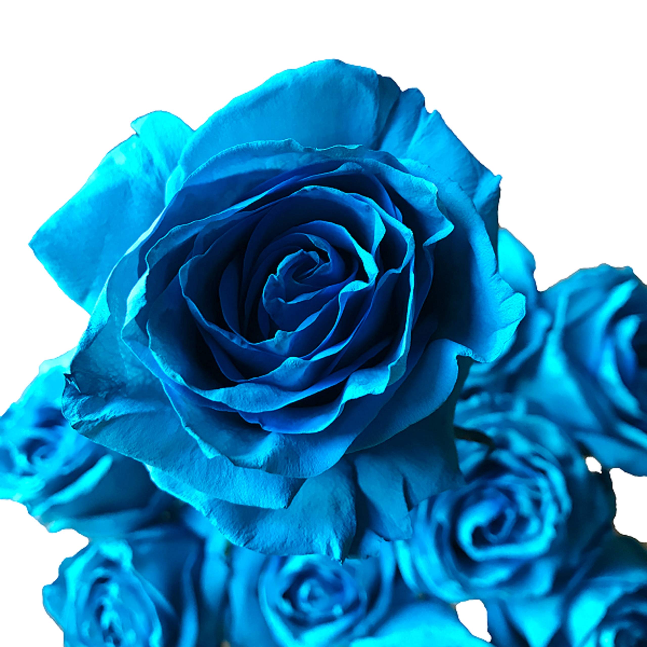 36 Stems Fresh Cut Turquoise Tinted Roses - Premium Long-Lasting Flowers for Weddings, Home Decor & Gifts | Flower Explosion