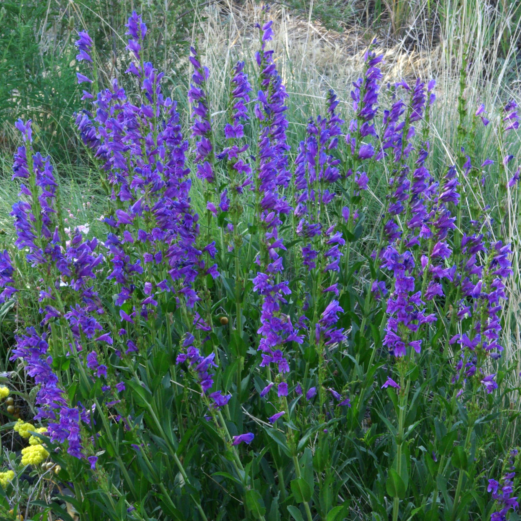 Rocky Mountain Penstemon Seed Balls (Penstemon strictus) - Bulk Wildflower Seeds for Fall Planting | 20 Pack | Attract Pollinators & Beautify Gardens