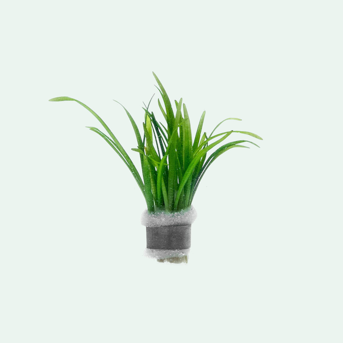 Sagittaria Subulata Aquatic Plant - Dwarf Sagittaria for Freshwater Aquariums | Perfect for Foreground Carpeting, Aquascaping & Fish Tanks