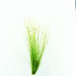 TCulture Eleocharis Vivipara Live Aquatic Plant for Aquarium - Perfect for Fish Tanks, Aquascaping & Water Gardens (Potted)