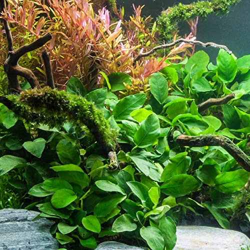 Anubias Barteri Broad Leaf - Easy Live Aquarium Plants for Freshwater Tanks (Buy 2 Get 1 Free) - Perfect for Aquascaping, Fish Tanks & Low-Light Aquatic Environments