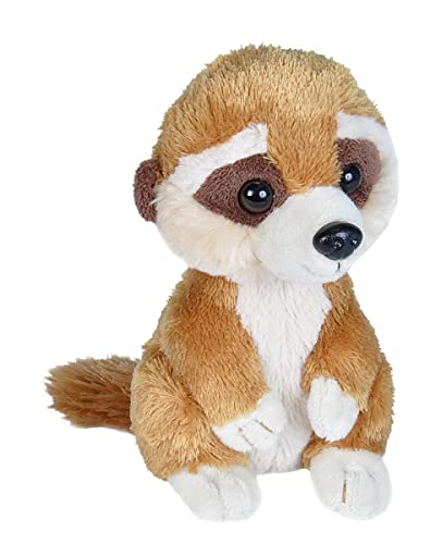 Meerkat