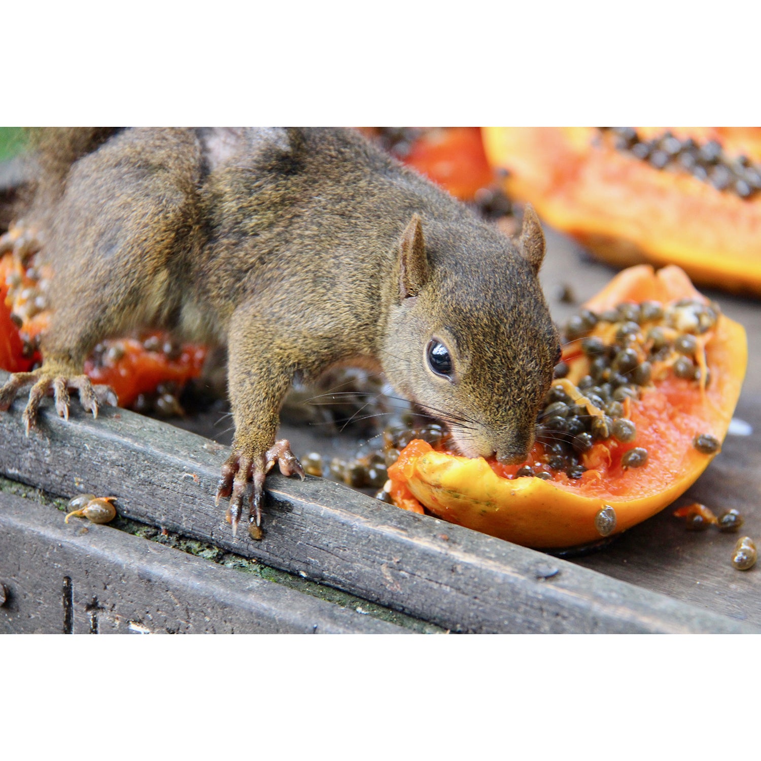 Organic Dried Papaya Slices - Sweet & Chewy Tropical Fruit Snack for Kids & Adults - Perfect for Lunchboxes, Hiking, and Healthy On-the-Go Snacking