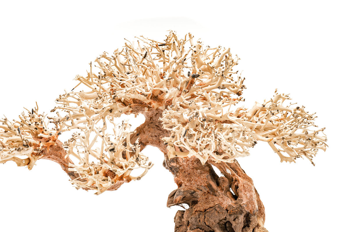 Premium Uns Bonsai 012 - Miniature Bonsai Tree for Home & Office Decor, Zen Garden, Gift Idea