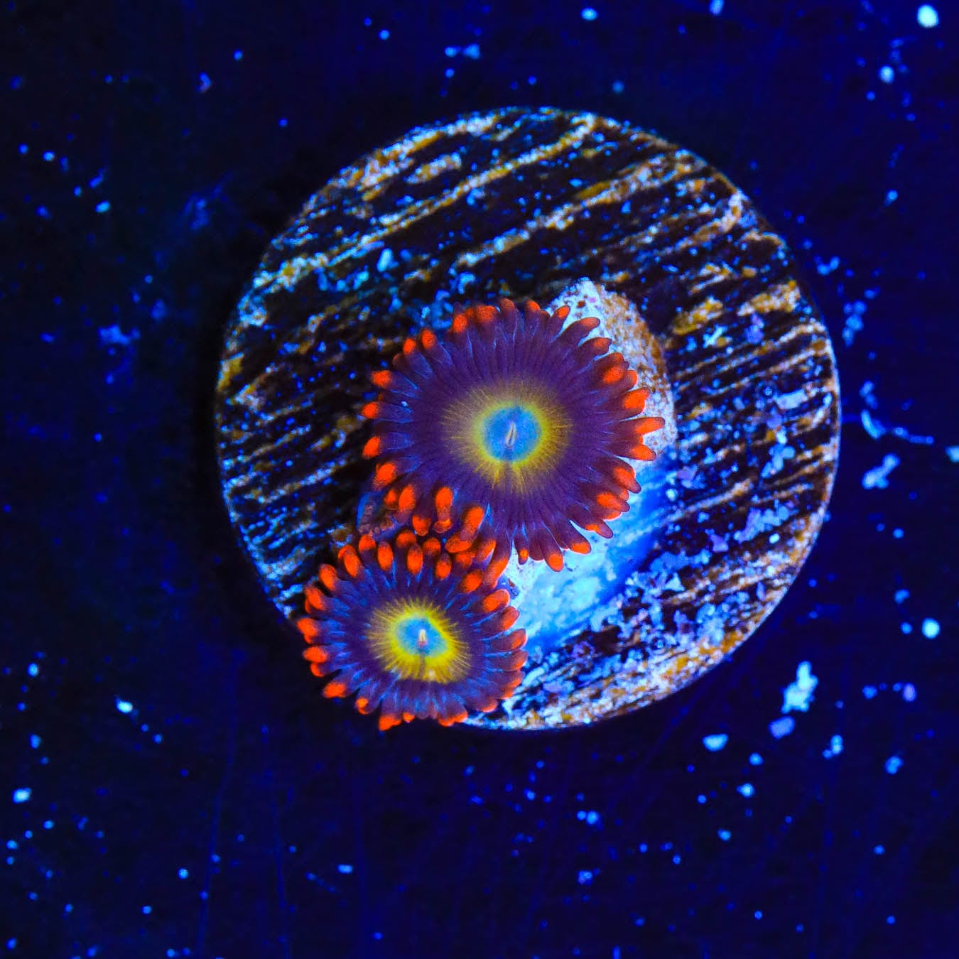 Vibrant Circus Freak Zoanthids Coral for Saltwater Aquariums - Perfect for Reef Tanks & Marine Displays