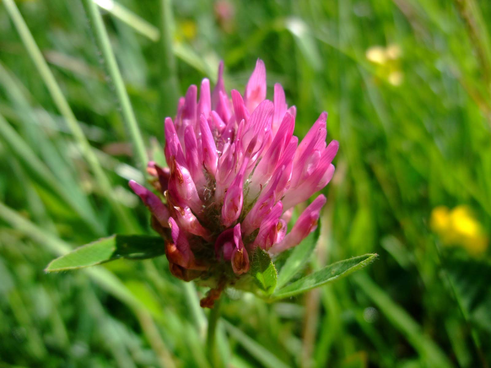 500 Red Clover Seeds for Sprouting & Home Gardening - Non-GMO, Organic | Perfect for Salads, Smoothies & Microgreens | COOL BEANS N SPROUTS Brand