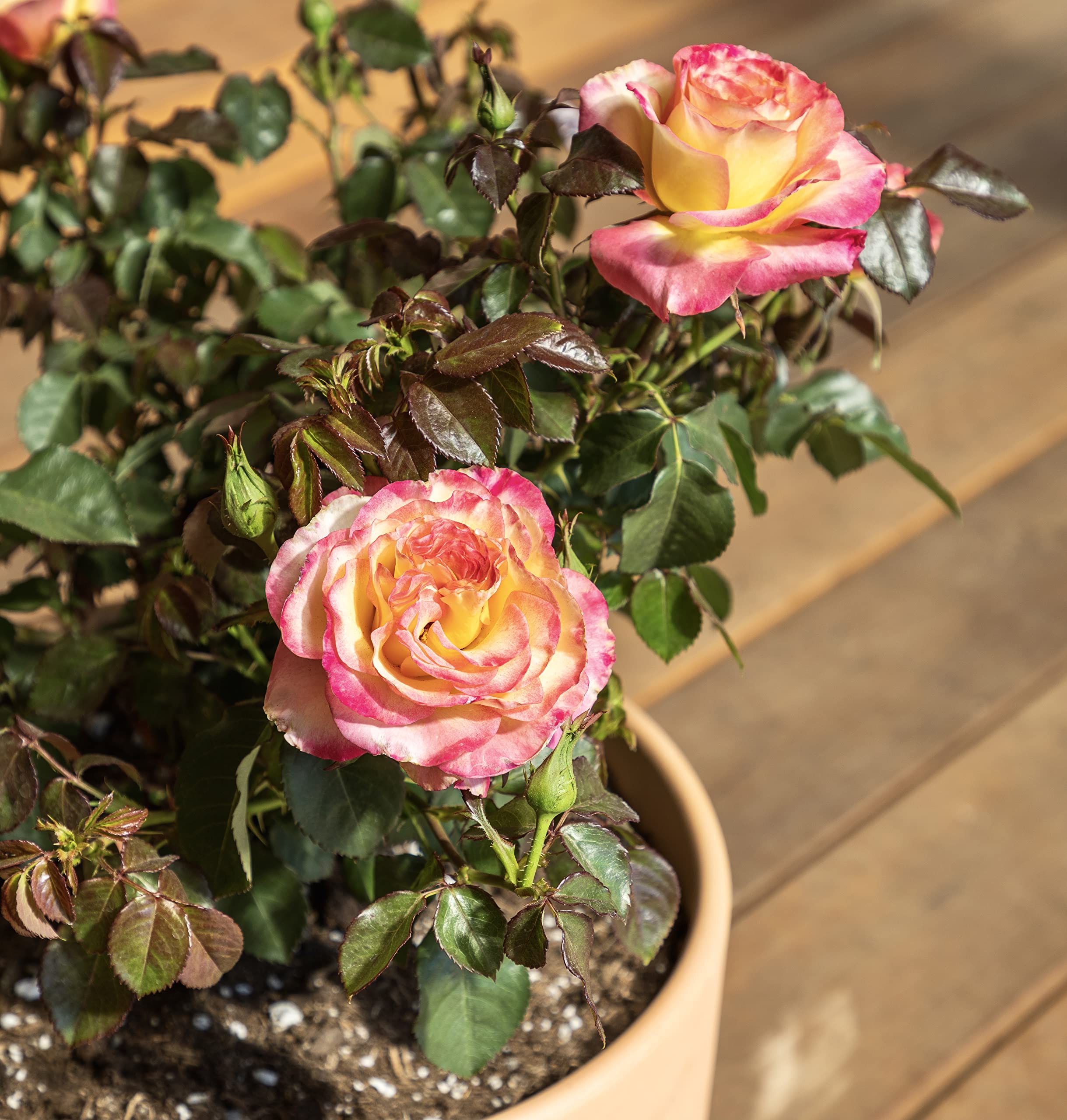 Fresh Pink & Yellow Roses for Delivery - Live Rose Bush Plants, Potted Outdoor Rose Plants | Perfect Plant Lover Gifts & Home Garden Decor | Ideal for Birthdays, Anniversaries & Valentine's Day