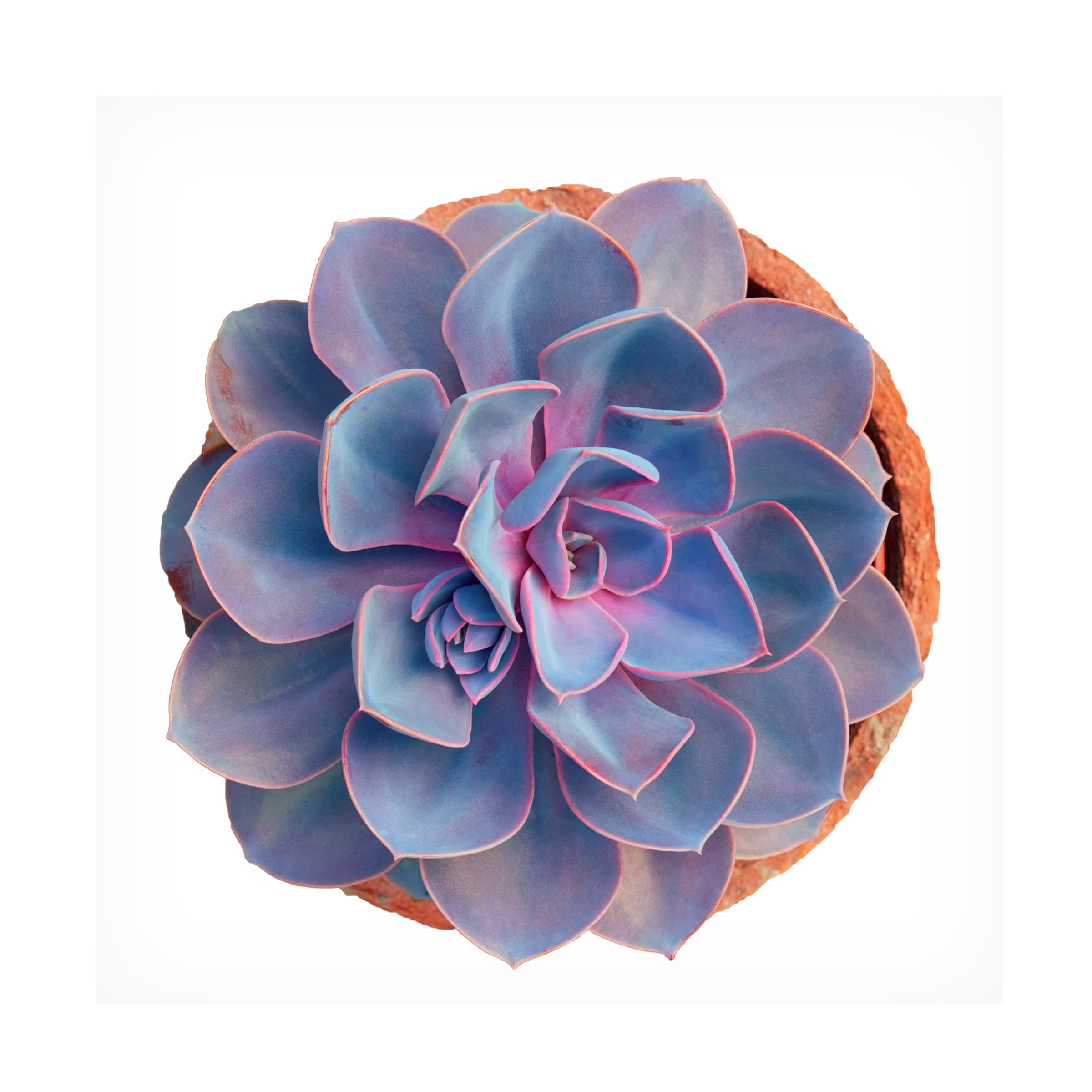 Trademark Fine Art 'Succulent Cut Out 14' Canvas Art by Cora Niele - Modern Botanical Wall Decor for Living Room, Bedroom & Office