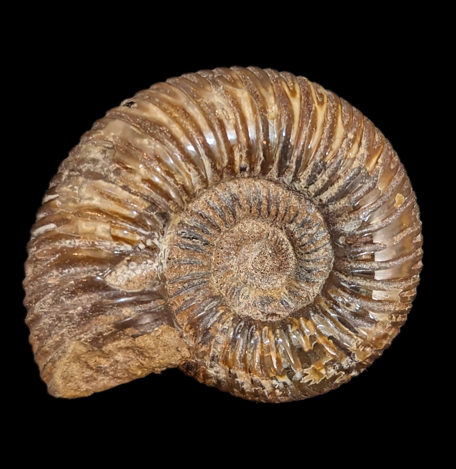 White Ammonite Perisphinctes Fossil - Natural Stone Specimen for Home Decor, Meditation & Crystal Healing | Perfect for Geology Collectors & Spiritual Practitioners