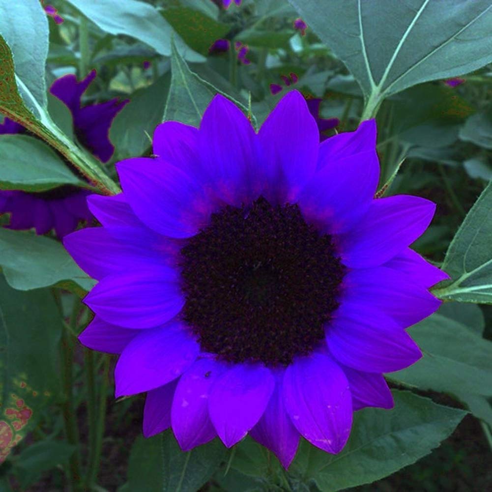 Non-GMO Purple Sunflower Seeds for Planting - Beautiful Ornamental Flowers for Home Garden, Yard, Farm & Office Decor | Perfect for Landscaping, Wedding Bouquets & DIY Crafts