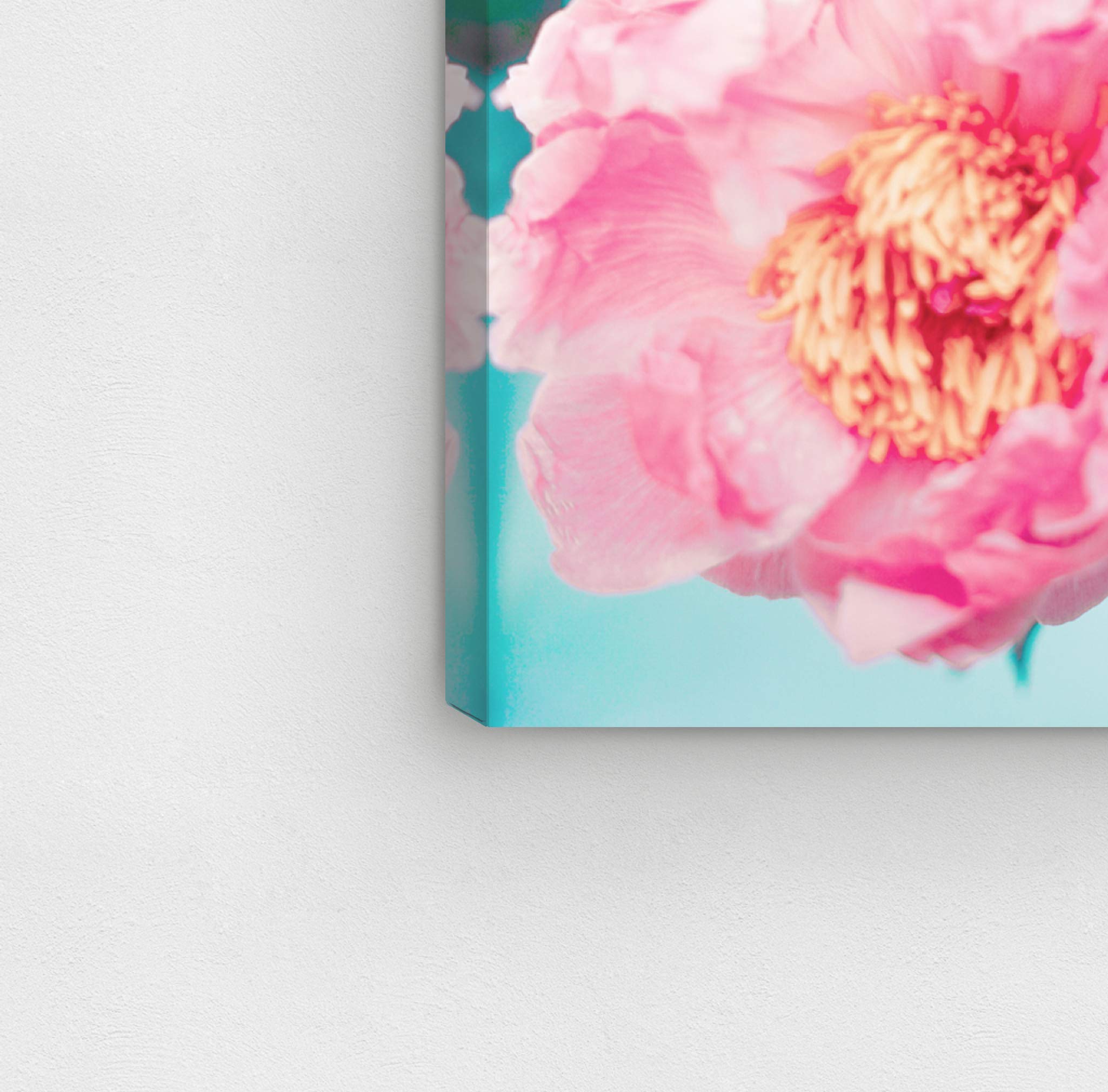 Open Peonies Floral Wall Art Canvas Print - 24