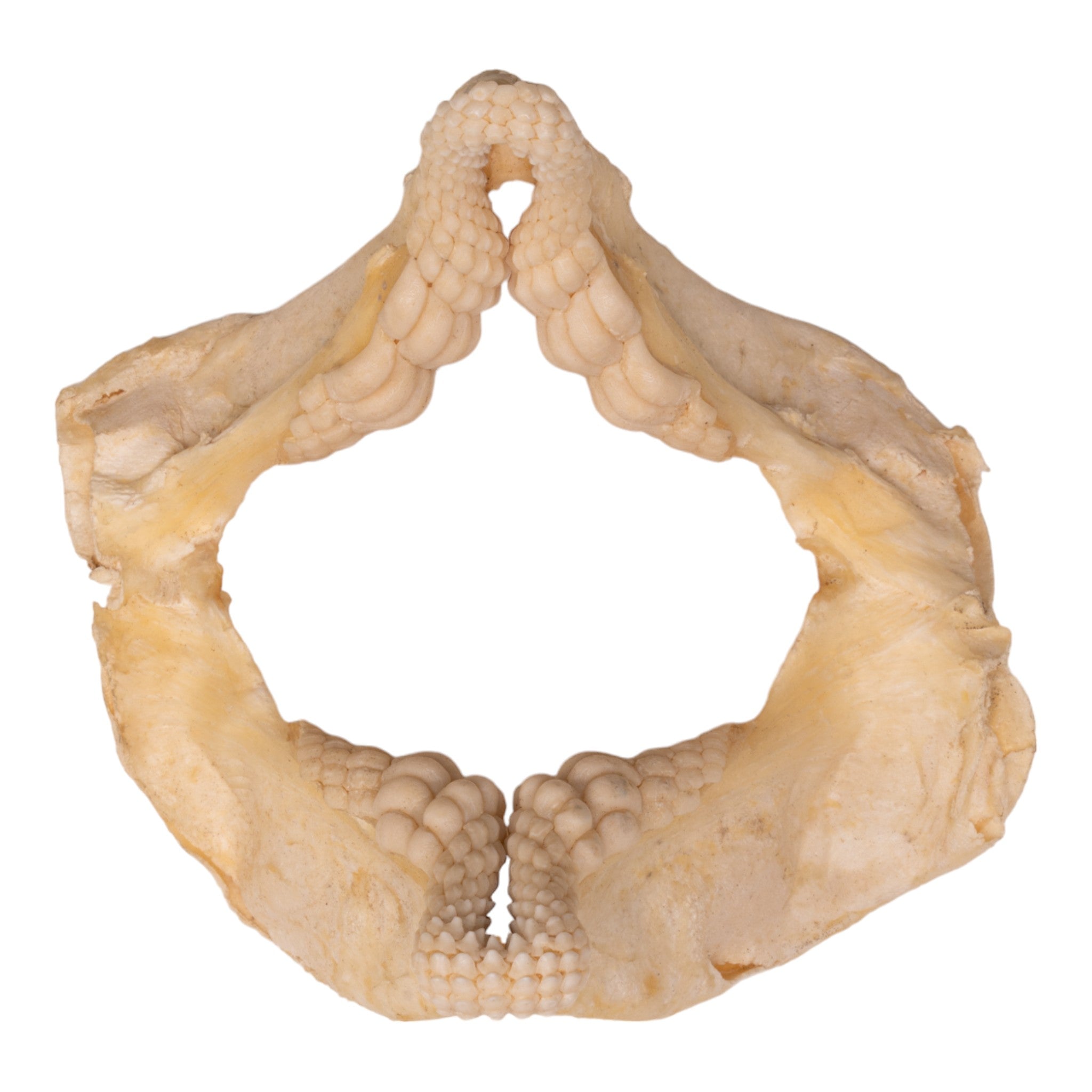 Authentic Port Jackson Shark Jaw Fossil - 5.4 Inches - Rare Marine Specimen for Collectors, Science Education & Home Decor Display