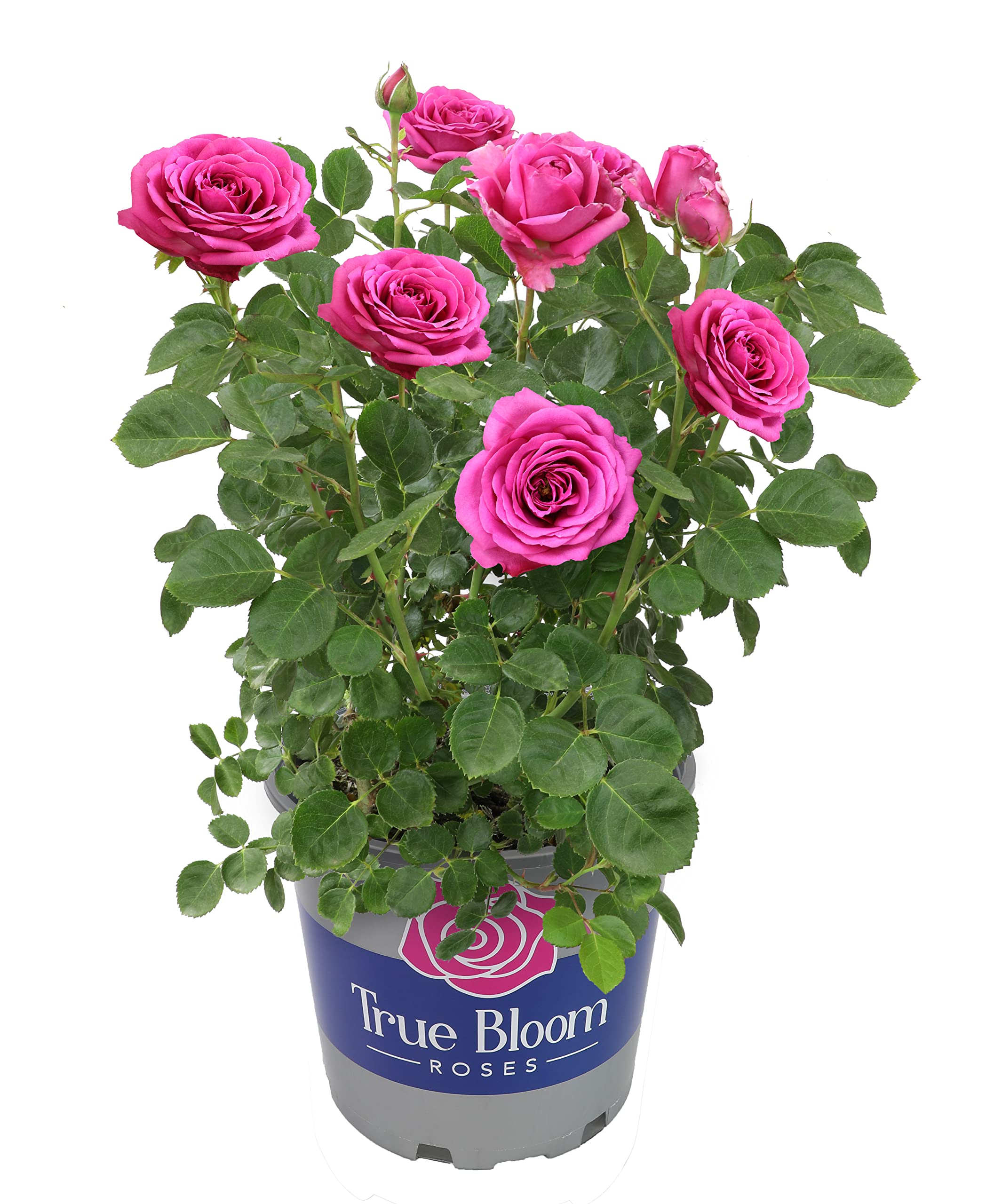 Fresh Pink Rose Bush Plants for Delivery - Live Indoor & Outdoor Potted Roses, Perfect Plant Lover Gifts & Home Decor | Ideal for Valentine's Day, Weddings, Anniversaries & Housewarming