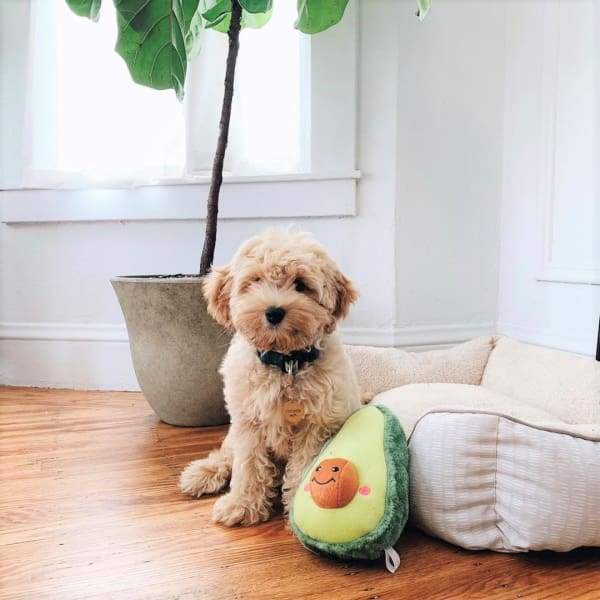 ZippyPaws NomNomz Avocado Plush Dog Toy - Cute & Durable Chew Toy for Small & Medium Dogs - Perfect for Playtime, Training & Cuddling