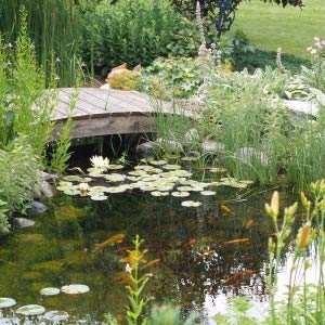 CrystalClear Thrive Aquatic Pond Plant Food - Fish Safe Water Garden Fertilizer for Lily & Lotus Flower Bloom & Root Growth - 60 Tablets | Ideal for Ponds, Water Gardens & Aquatic Plant Care