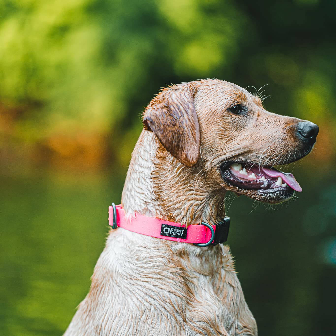 **Pink Dry Dog Collar - Waterproof & Quick-Drying Pet Collar for Small & Medium Dogs - Perfect for Bathing, Swimming & Outdoor Adventures**