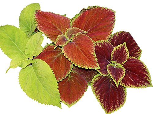 Coleus Rainbow Mix B19 - 25,000 Seeds or 1/4 oz - Vibrant Colorful Foliage Plants for Garden Beds, Containers & Landscaping