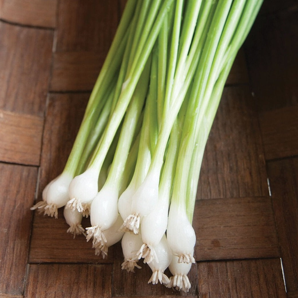 Organic Guardsman Bunching Onion Seeds - Fresh Green Onion Scallions for Cooking, Salads & Garnishing - Perfect for Home Gardens, Urban Farming & Container Planting
