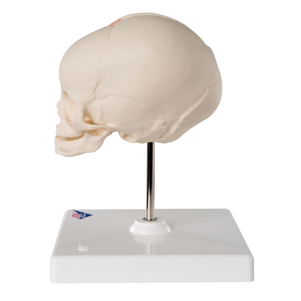 High-Quality Fetal Skull Model with Display Stand - Perfect for Medical Education, Anatomy Study & Classroom Demonstrations