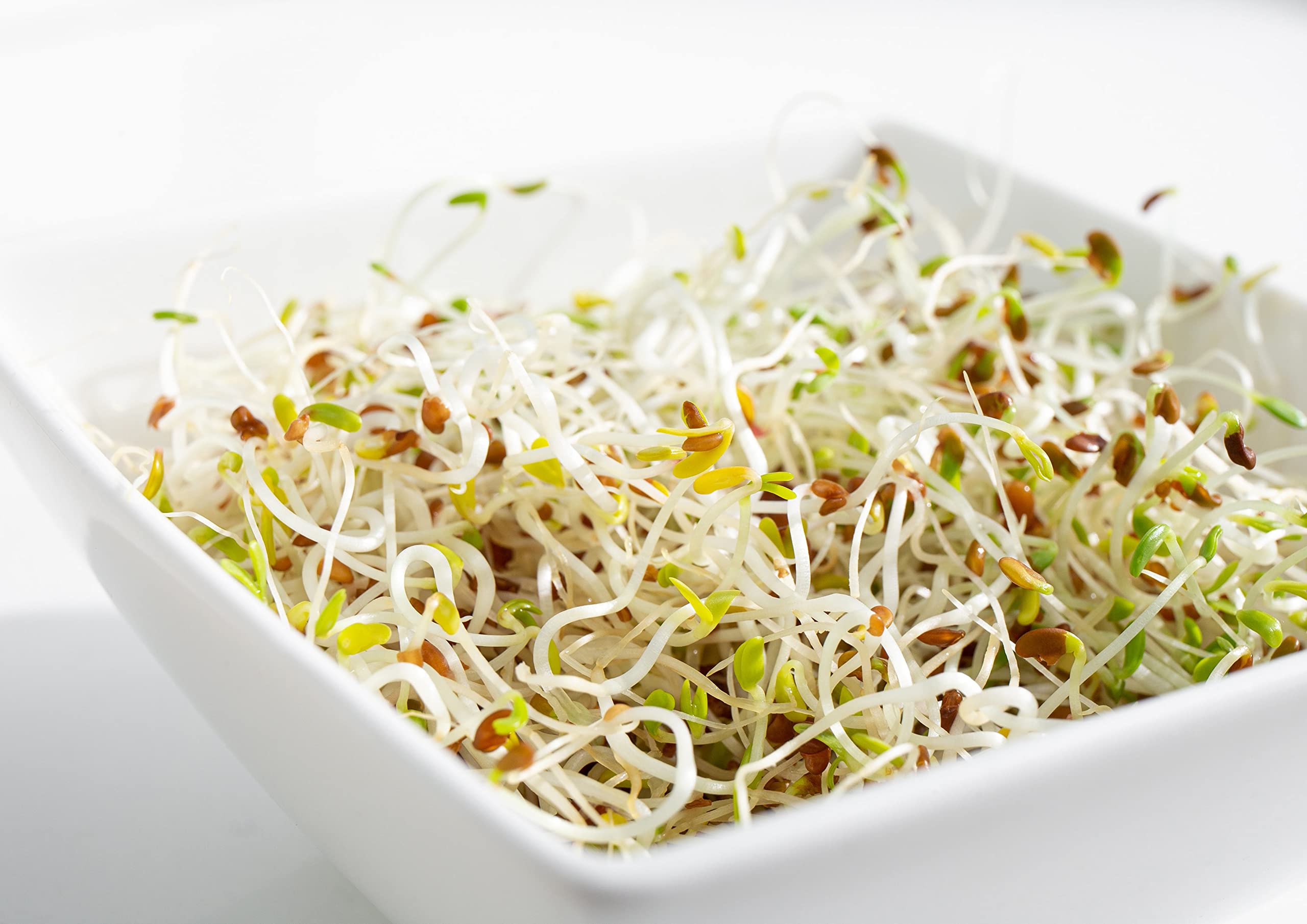 Food to Live Organic Alfalfa Sprouting Seeds - 5 lbs Non-GMO, Kosher, Raw, Sproutable Seeds for Healthy Salads, Sandwiches & Home Gardening