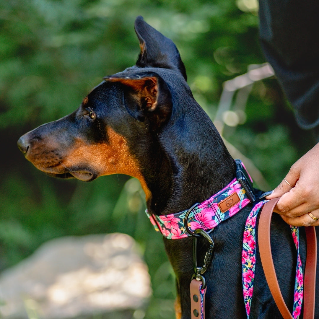 Premium Hibiscus Floral Dog Collar - Adjustable Pet Collar for Small Medium Large Dogs - Perfect for Walks, Training & Fashion Accessories