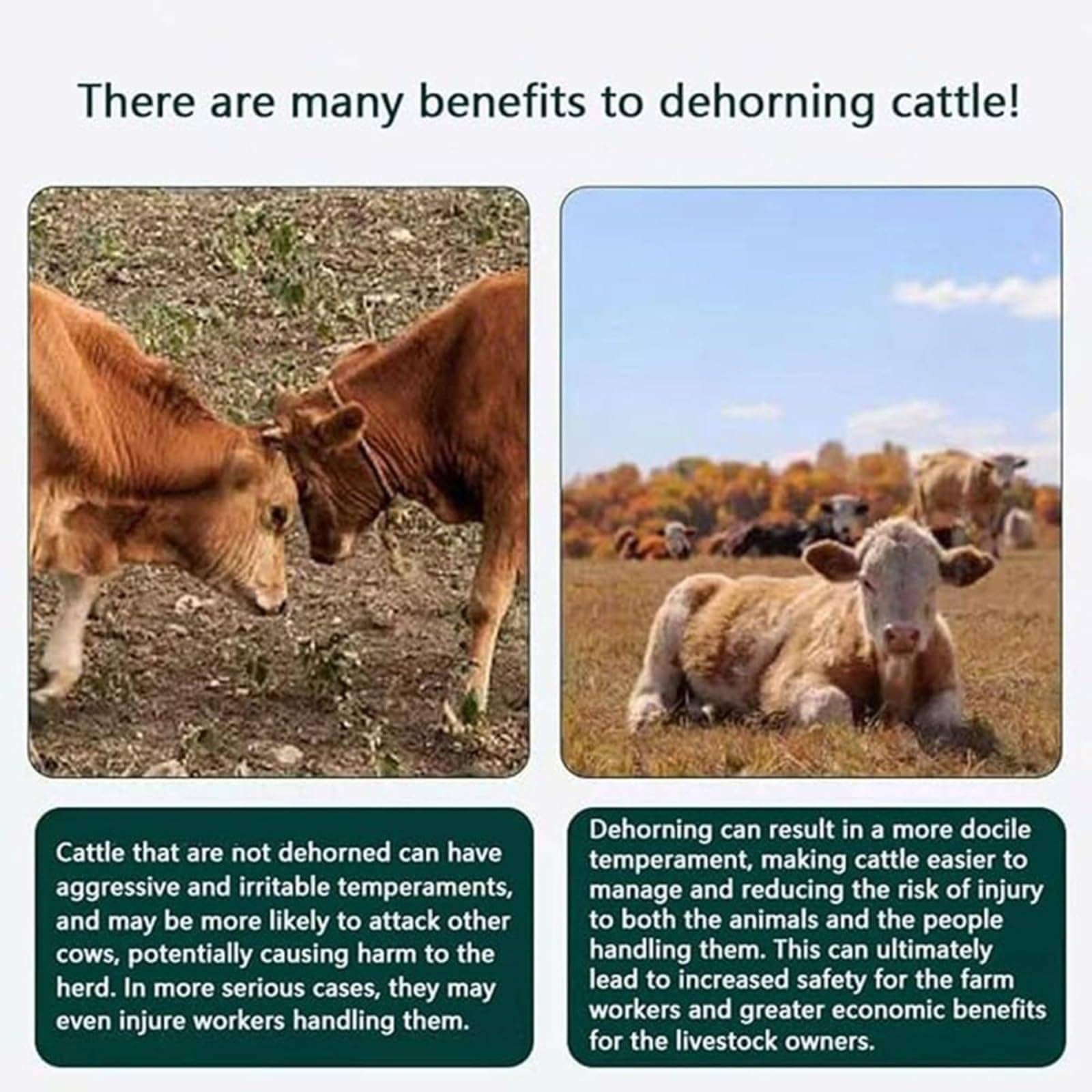 Electric Dehorner for Cattle - Cordless & Fast Heating Dehorning Tool for Calves, Lambs & Goats | Professional Livestock Care Equipment | Perfect for Farms, Ranches & Veterinary Use