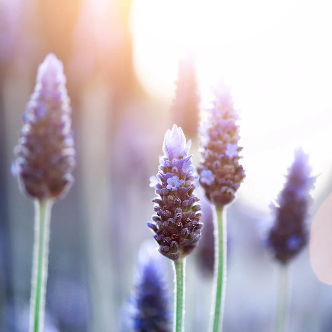 Pure Akamai Essential Oil Blend for Aromatherapy, Relaxation & Stress Relief - Perfect for Diffusers, Massage & Home Spa