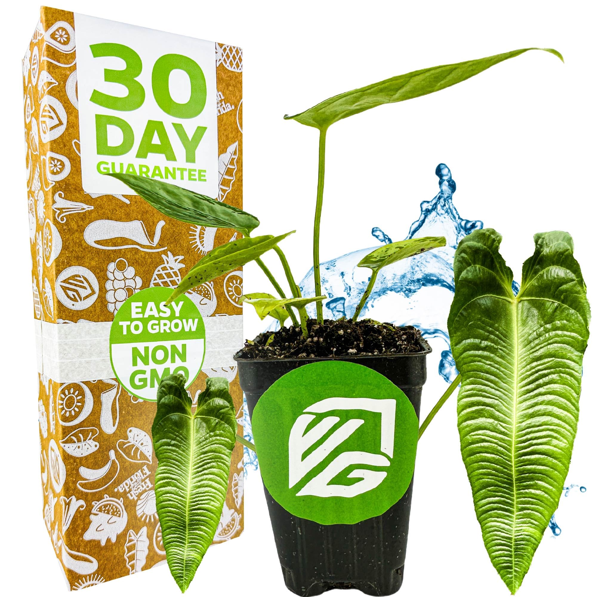 King Veitchii Anthurium Live Plant - Anthurium Veitchii by Wellspring Gardens - Air Purifying Indoor Houseplant - Starter Plant for Home, Office, or Indoor Gardening - Perfect for Living Rooms, Bedrooms, and Workspaces