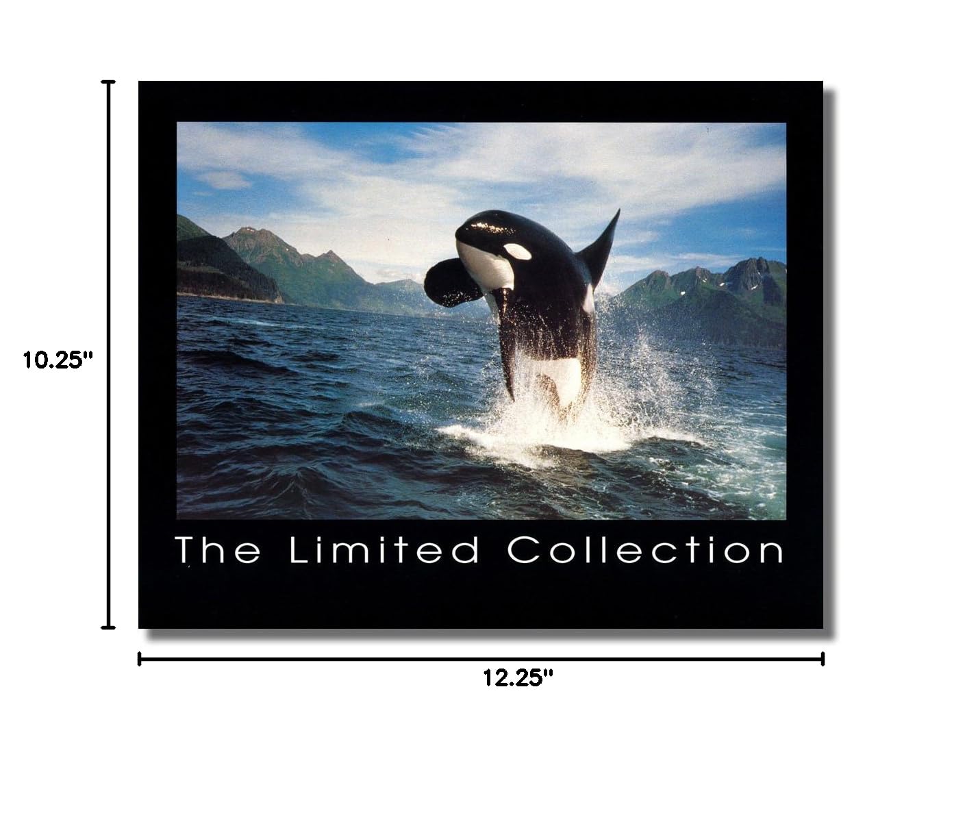 Killer Whale Jumping Framed Wall Art Print - Limited Edition Ocean Wildlife Decor for Living Room, Bedroom & Office