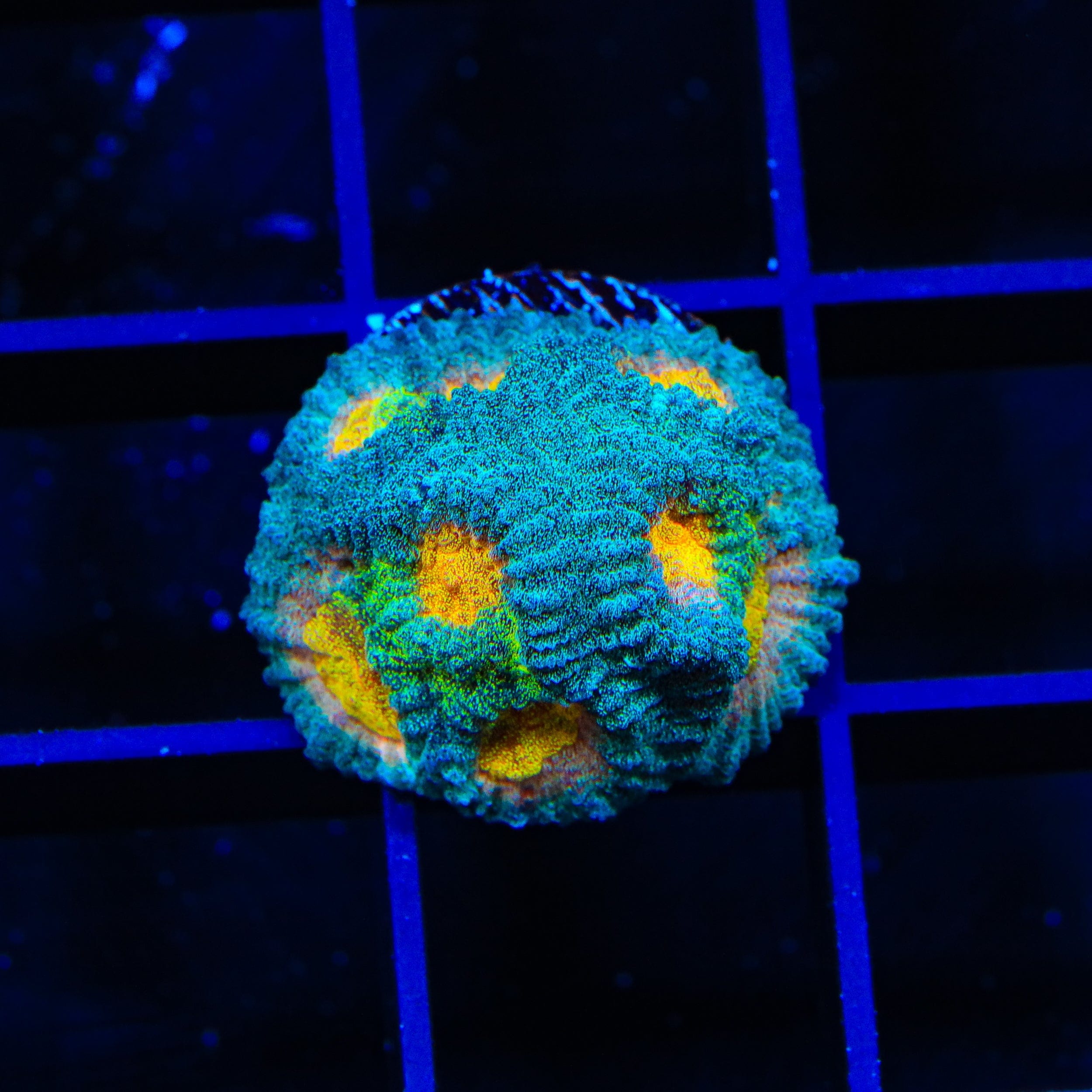 Premium CB Angel Eye Favia Coral for Saltwater Aquariums - Vibrant Coral for Reef Tanks & Marine Displays