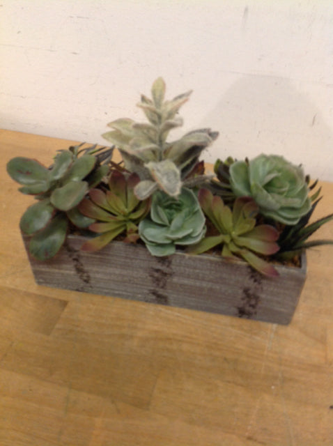 10 Live Succulent Plants in Grey Planter Box - Low Maintenance Indoor & Outdoor Decor for Home, Office, and Garden