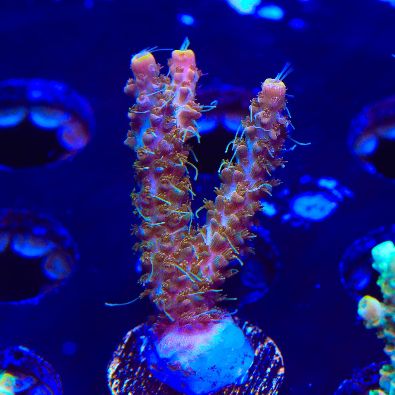 Premium CC Voodoo Majick Acropora Coral for Saltwater Aquariums - Vibrant Live Coral for Reef Tanks & Marine Aquascaping