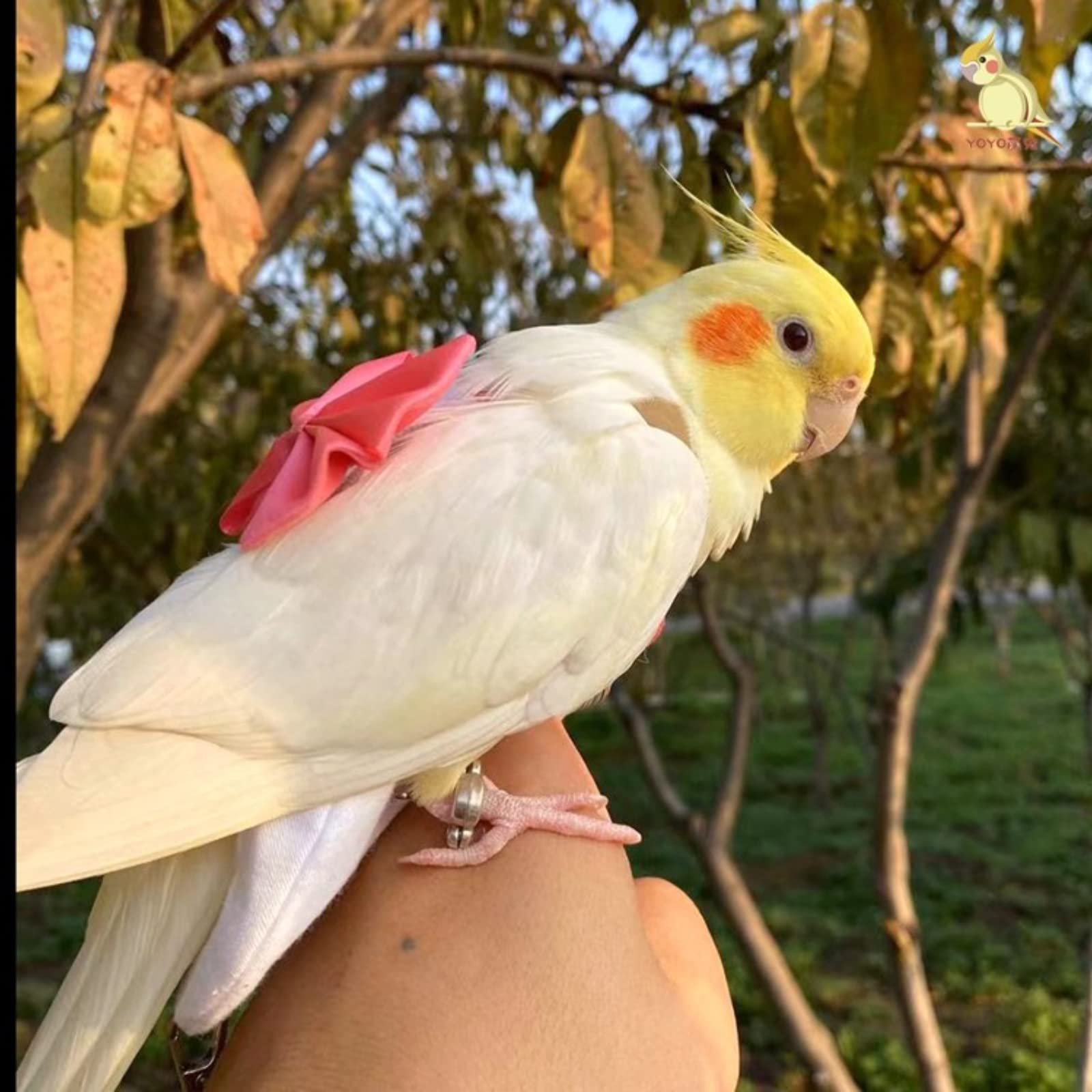 Parrot Diaper Harness Flight Suit with Leash for Cockatiels & Pet Birds - Bird Training Nappy Suit Liner Clothes (Size S, Silver) | Perfect for Indoor Flying, Potty Training & Outdoor Adventures