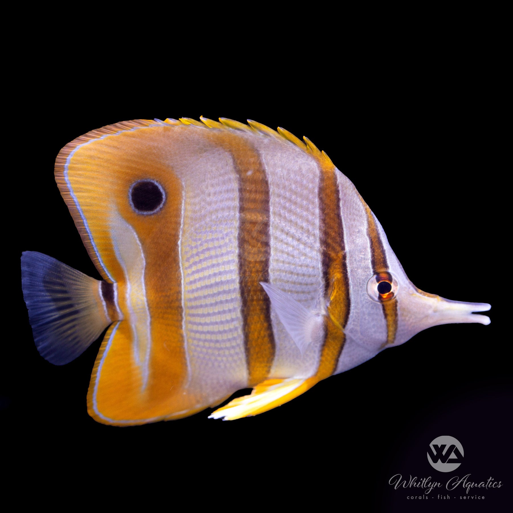 Copperband Butterflyfish (Chelmon rostratus) - Saltwater Aquarium Fish for Reef Tanks | Marine Fish for Coral Compatibility & Algae Control