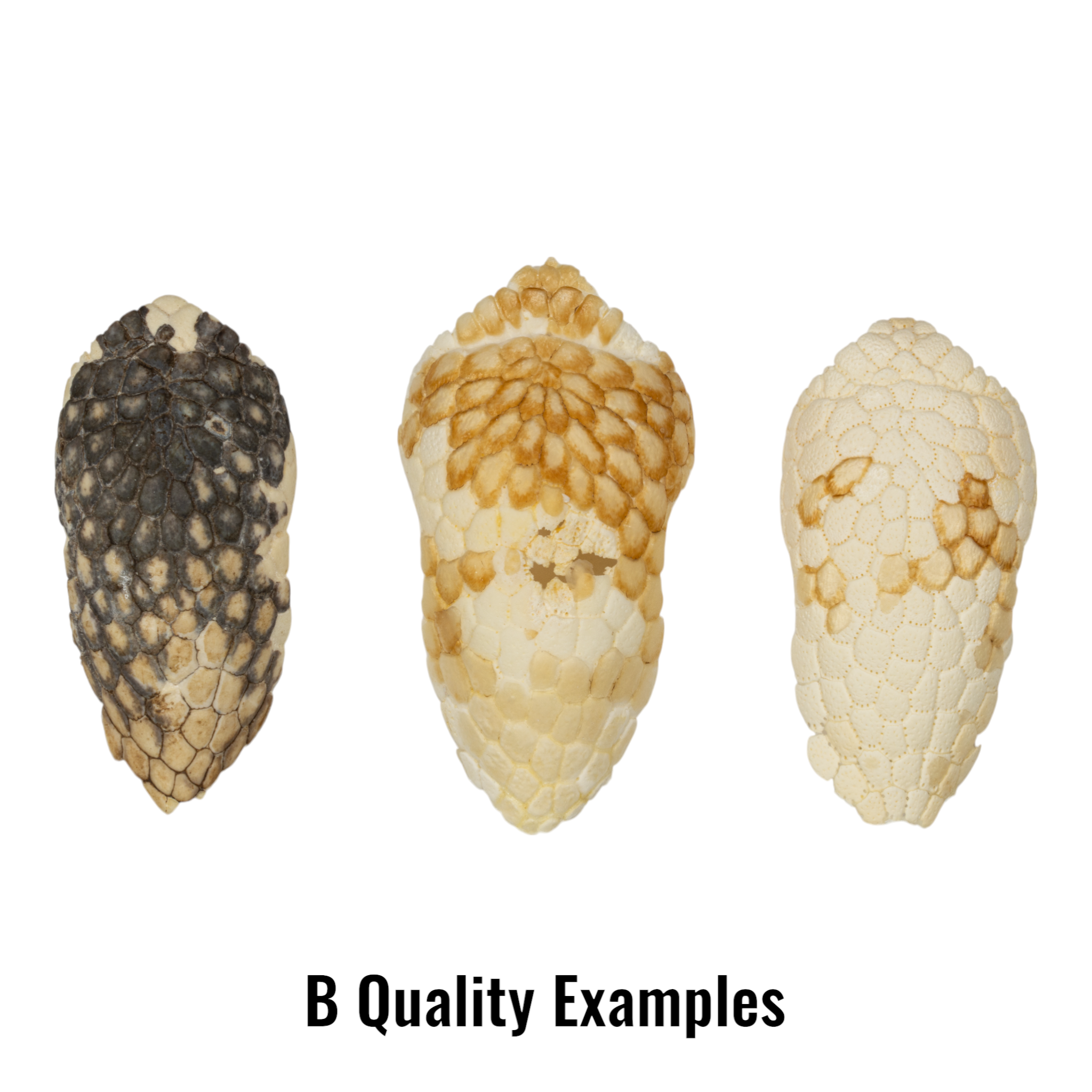 Authentic Nine-Banded Armadillo Skull - Taxidermy Specimen for Science Education & Home Decor | Perfect for Biology Classrooms, Gothic Decor, and Unique Gifts