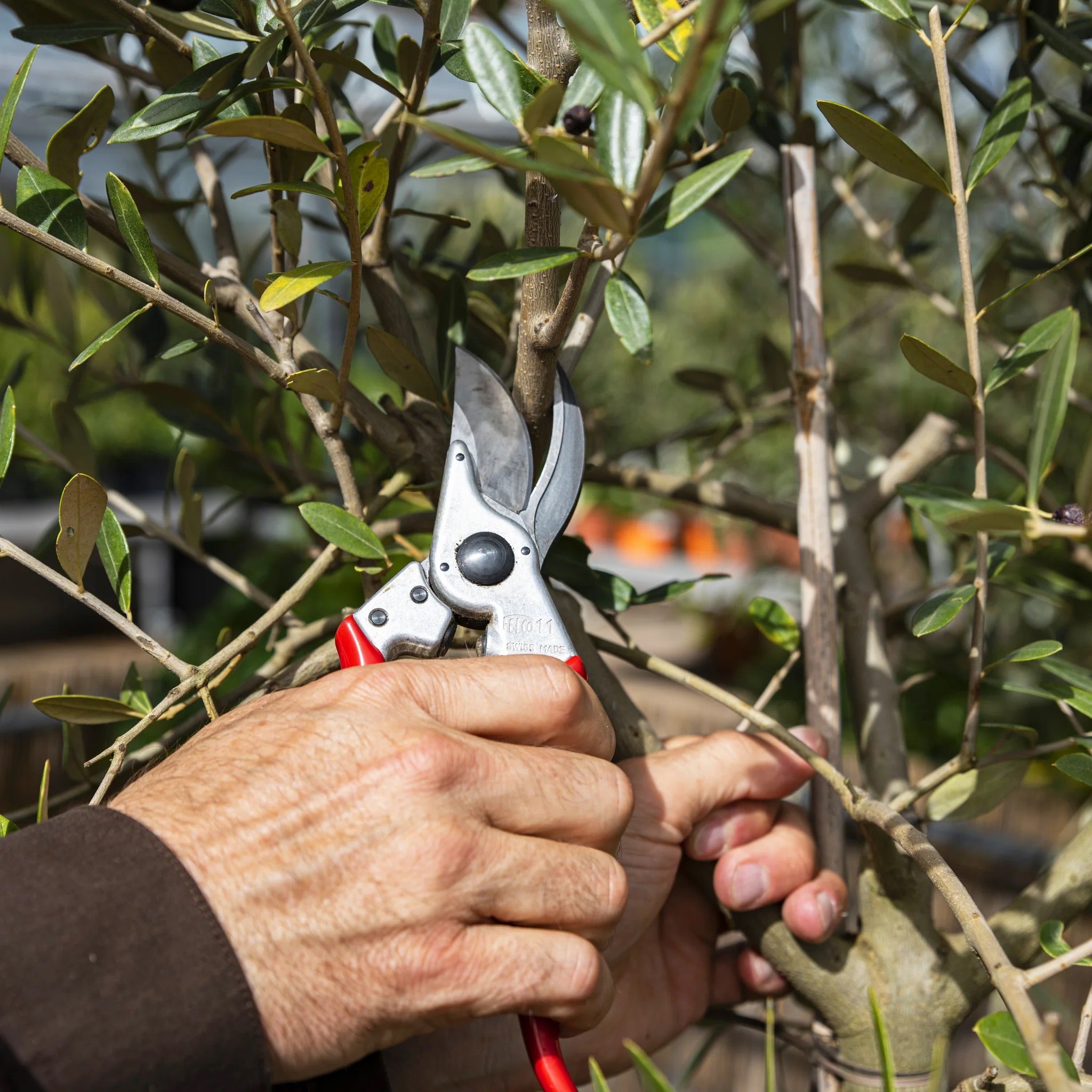 Felco 11 Professional Bypass Pruning Shears - Sharp Garden Scissors for Tree Trimming, Flower Cutting & Plant Care - Ideal for Gardeners, Landscapers & Horticulture Enthusiasts