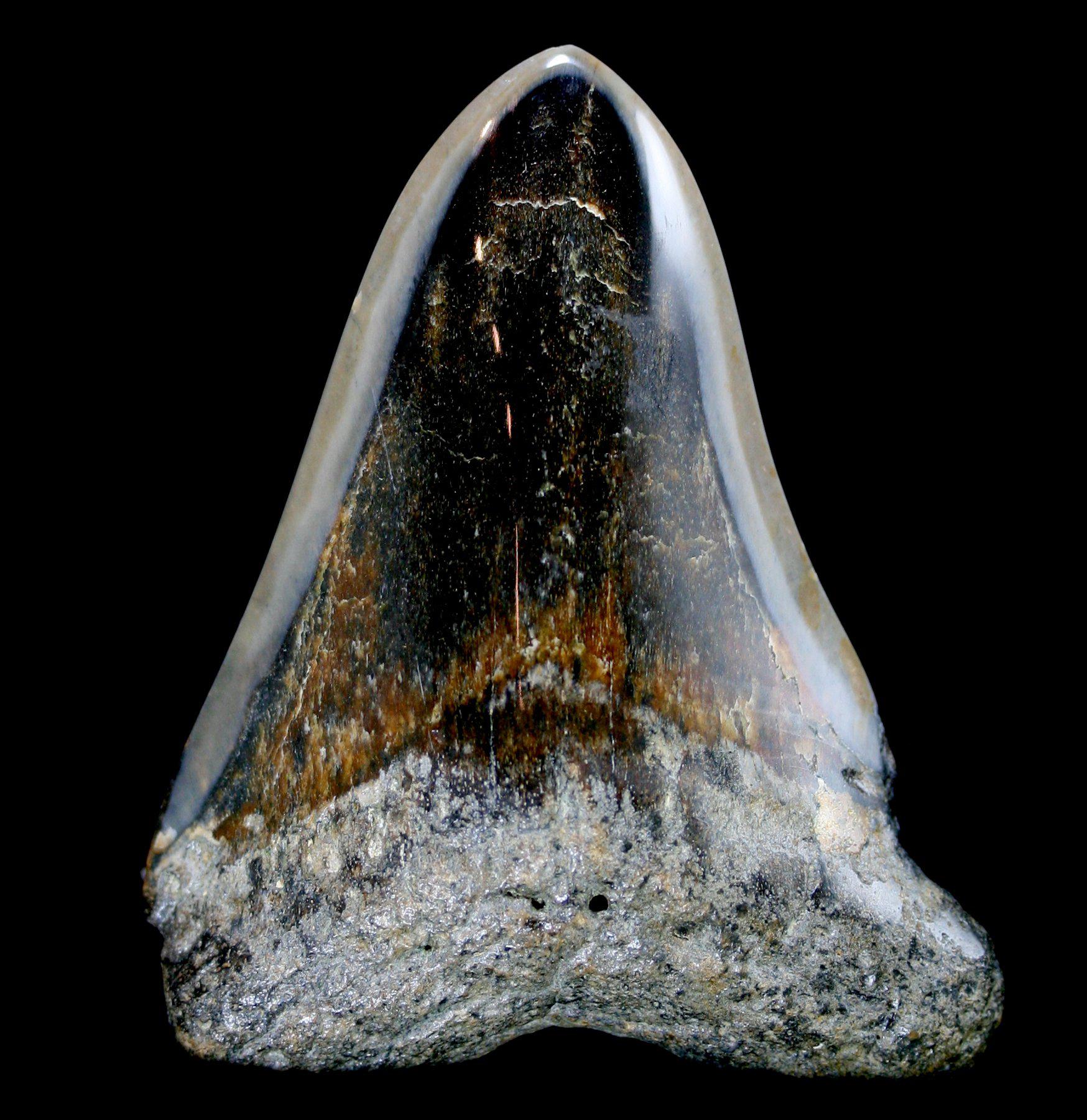Authentic Polished Megalodon Shark Tooth Fossil Specimen - Rare Collectible for Display, Education & Home Decor