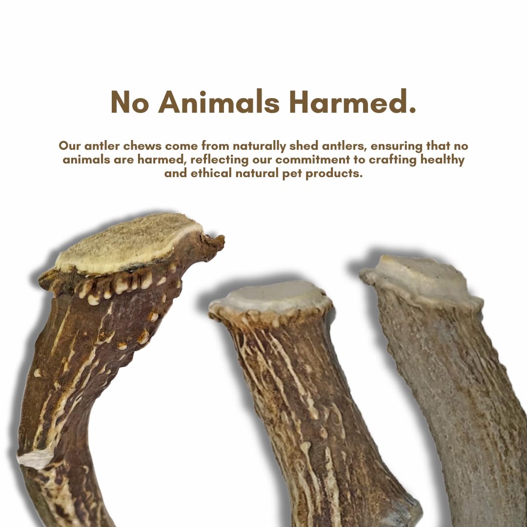 Premium Split Elk Antlers for Dogs - All Natural Dog Chew Bones (3 Pack Small to Medium) - Naturally Shed & Cruelty-Free - WhiteTail Naturals - Perfect for Teething, Dental Health & Long-Lasting Chewing