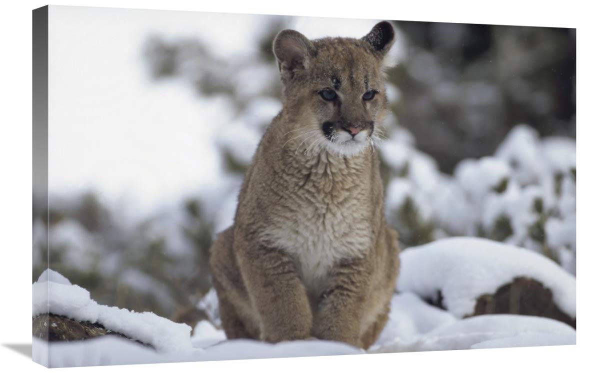 20 x 30 in. Mountain Lion Juvenile in Snow North America Wildlife Art Print by Tim Fitzharris - Perfect for Home Decor, Office Wall Art & Nature Lover Gifts