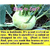 Early White Vienna Kohlrabi Seeds (1000 Count) - Mild, Sweet German Turnip for Home Gardening & Fresh Salads