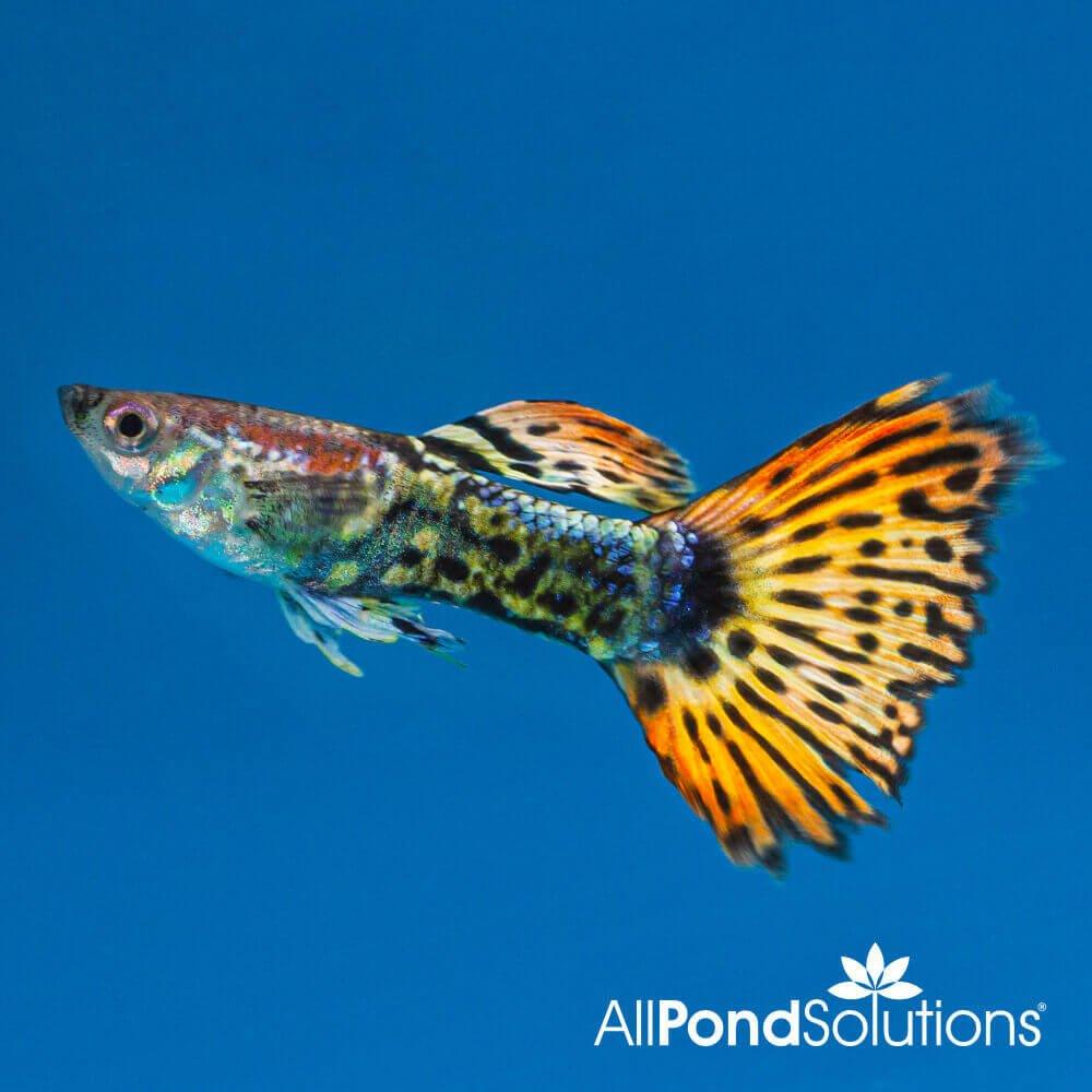 Premium Dragon Guppy Fish (Poecilia reticulata) - Live Aquarium Fish for Tropical Tanks & Home Aquascaping