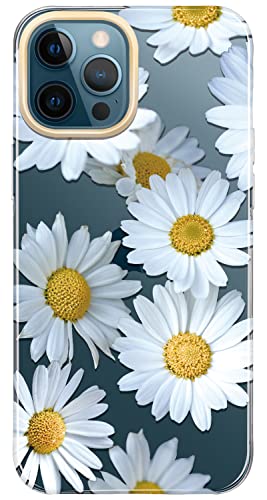 Daisies Blossoms