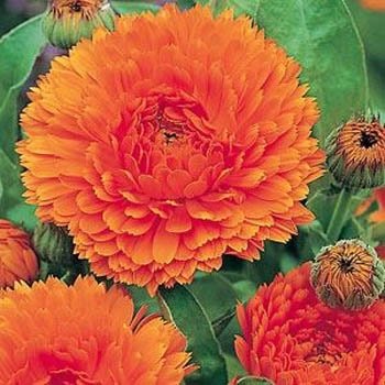 Outsidepride 1000 Seeds Annual Calendula Orange King Pot Marigold Flower Seeds for Planting - Perfect for Garden Beds, Borders & Container Gardening