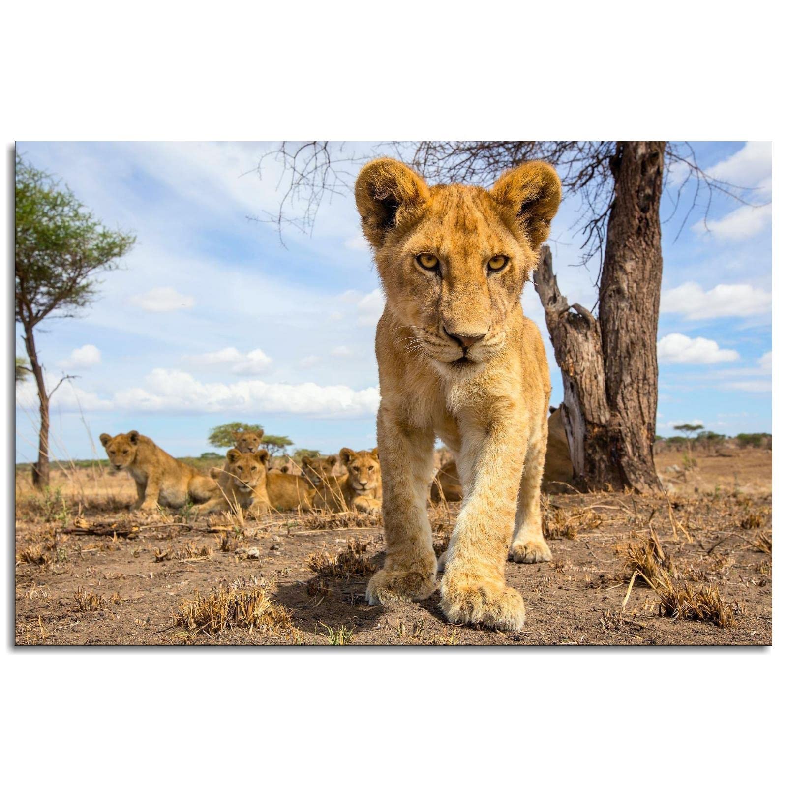Little Lion Canvas Prints - 12