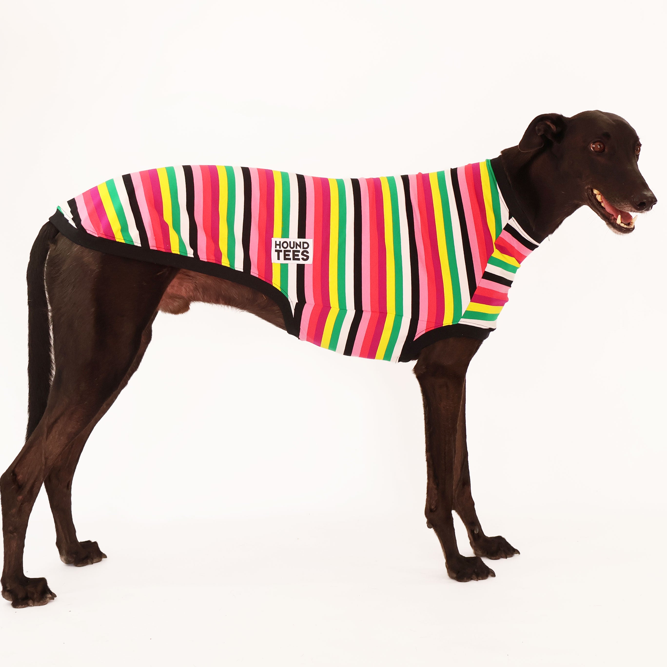 Licorice Allsorts Greyhound Sleeveless Dog T-Shirt - Comfortable Pet Apparel for Casual Wear & Outdoor Adventures