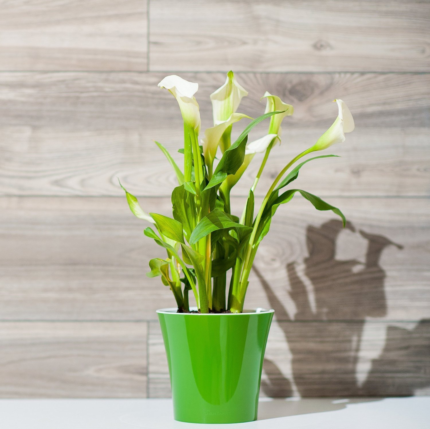 Self Watering Planter 4.3 Inch White/Black - Indoor Flower Pot for House Plants, Succulents, Herbs & Flowers | Perfect for Windowsills, Desks & Home Decor