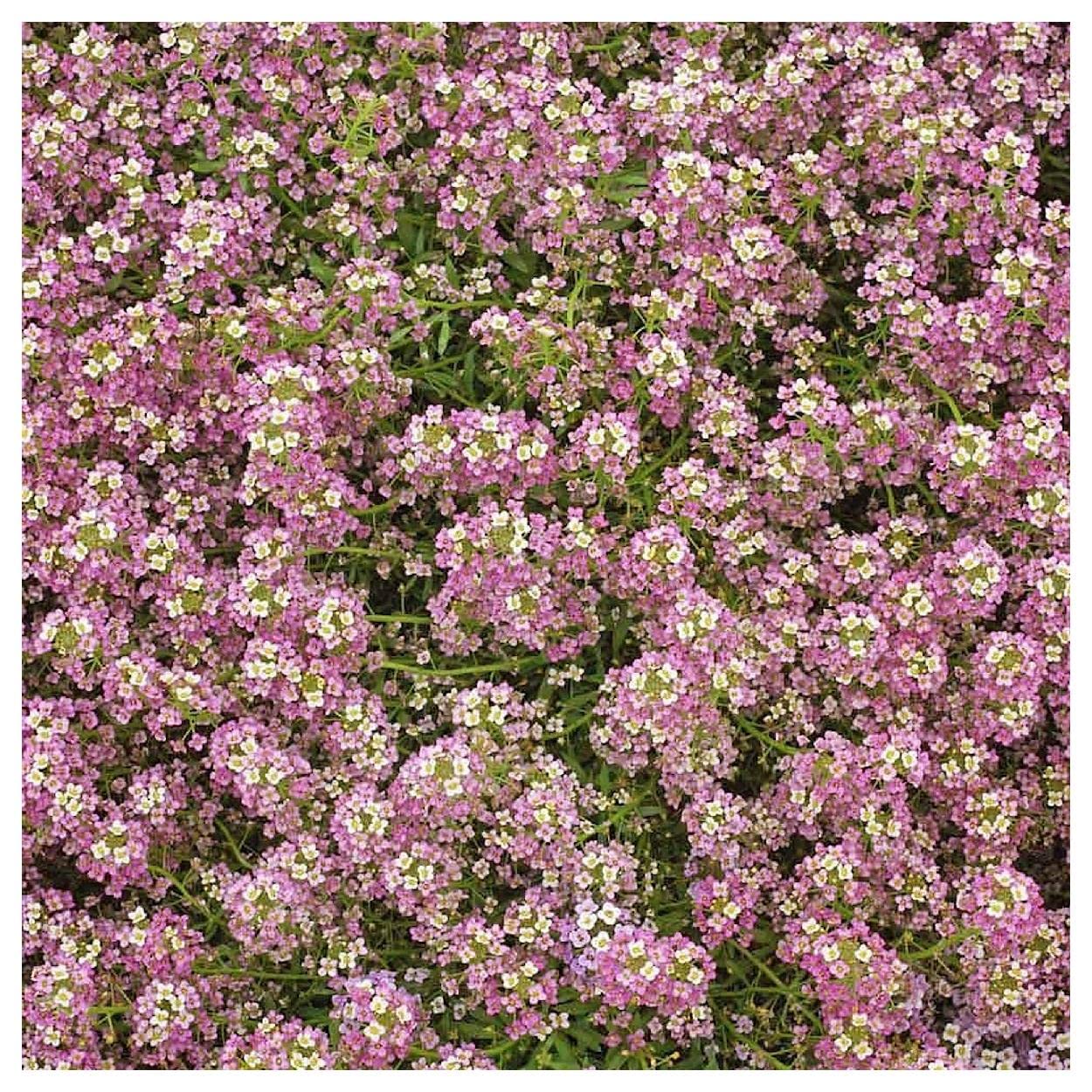 2000 Dwarf Pink Sweet Alyssum Wildflower Seeds - Everwilde Farms Gold Vault Jumbo Seed Packet for Garden Borders, Rock Gardens & Container Planting