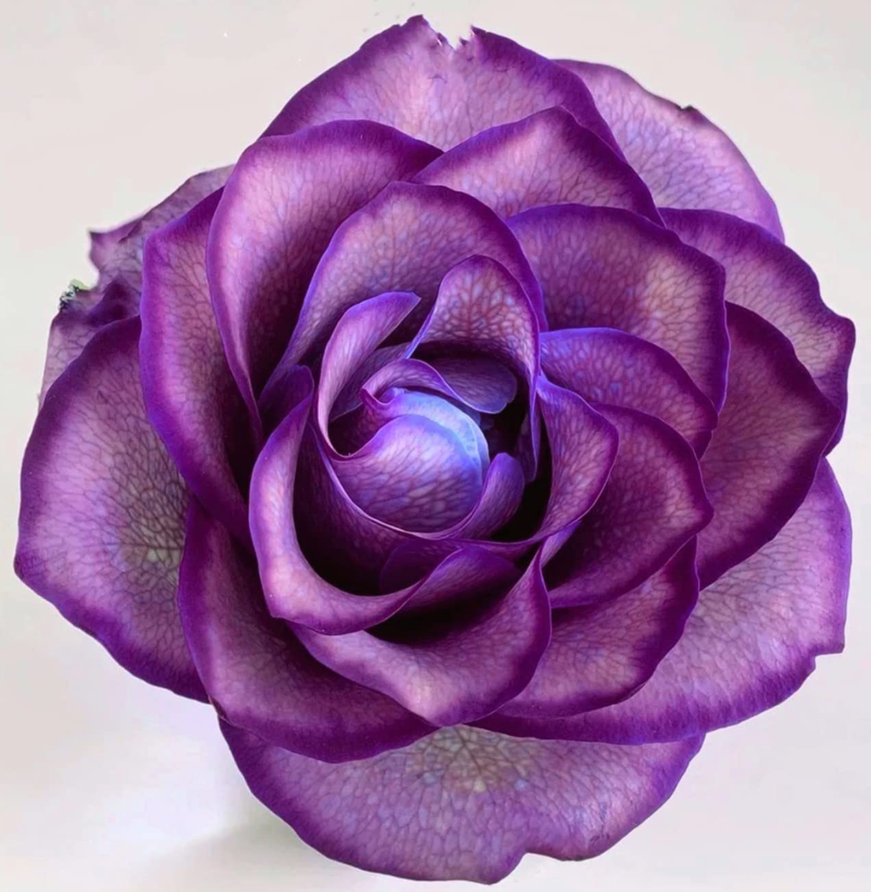 5 Rare Perennial Rose Bulbs - Colorful Delightful Garden Flowers for Year-Round Planting | Perfect for Home Gardens, Landscaping & Flower Pot Decor