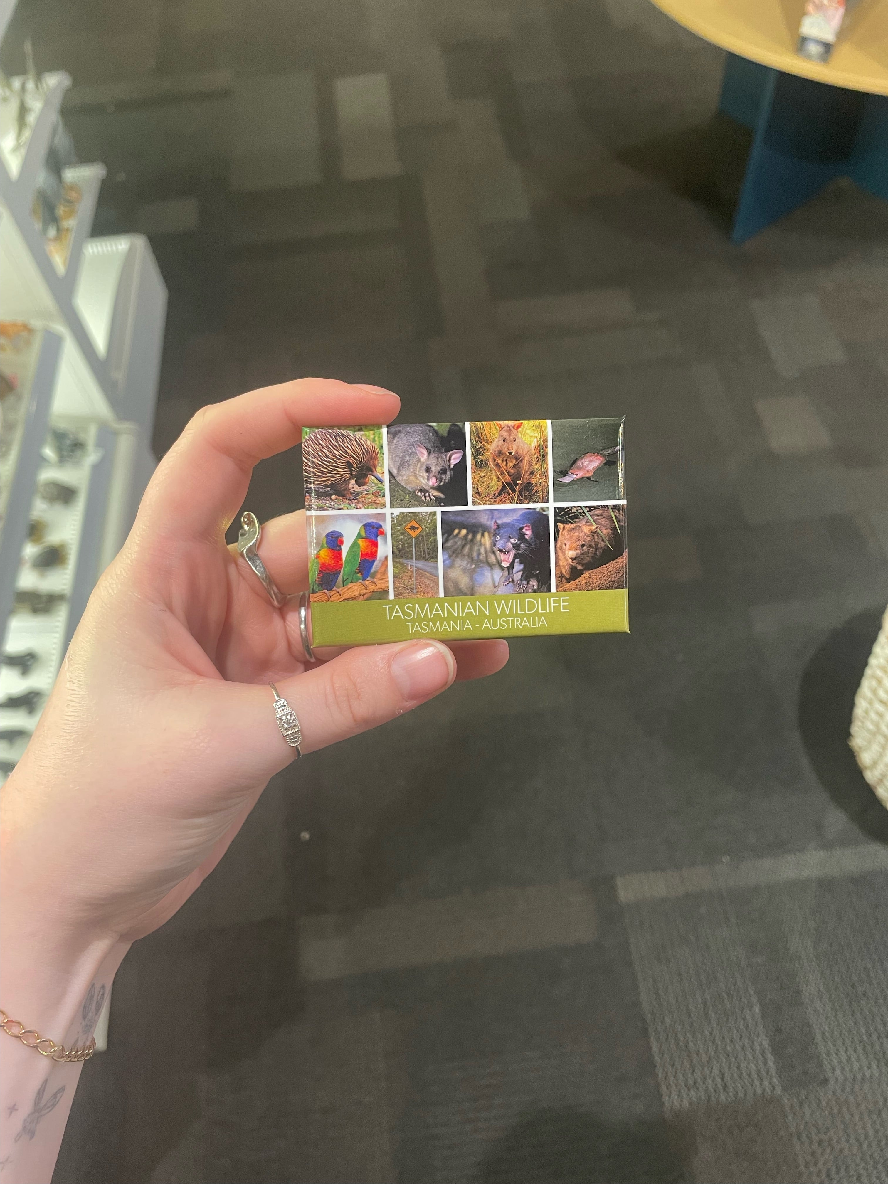 Tasmanian Wildlife Fridge Magnets - Cute Animal Refrigerator Magnets for Kitchen Decor, Souvenirs & Gifts (Koala, Kangaroo, Wombat) - Perfect for Home, Office & Travel Memories