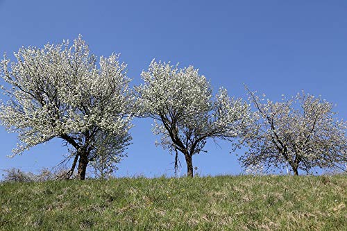 20x30 Inch Spring Cherry Blossom Laminated Poster - Vibrant Colors & High-Quality Print for Home & Office Decor - Perfect for Living Room, Bedroom, or Office Wall Art